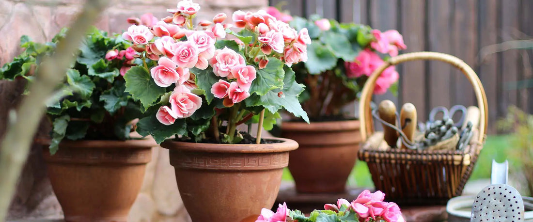 Begonias are the easiest annual to grow!