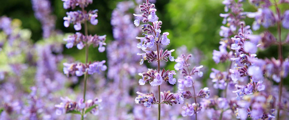 Nepeta aka Catmint: An Easy Garden Favorite