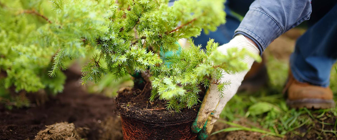Why September Thru October is Best Time to Plant Perennials, Shrubs, Trees & Grass Seed
