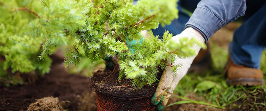 Why September Thru October is Best Time to Plant Perennials, Shrubs, Trees & Grass Seed