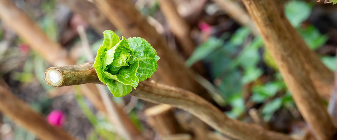 Proper spring care for hydrangea macrophylla