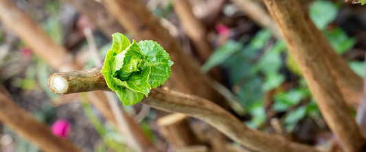 Proper spring care for hydrangea macrophylla