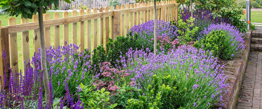 The Secrets to Growing Lavender in the Northeast