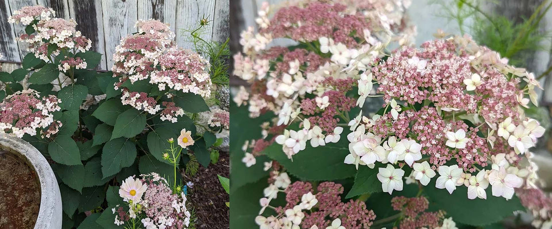 Buy Native Hydrangeas at The Gardener's Center in Darien, CT
