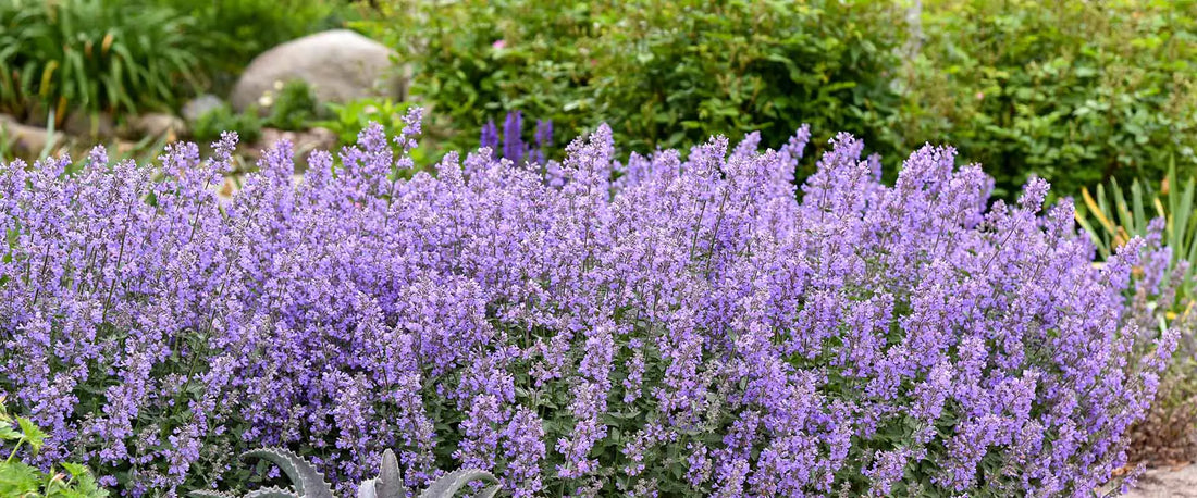 Compact Nepeta