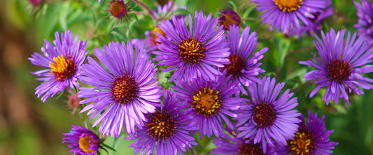 Fall-Blooming Native Perennials You'll Love