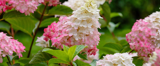 Hydrangea paniculata