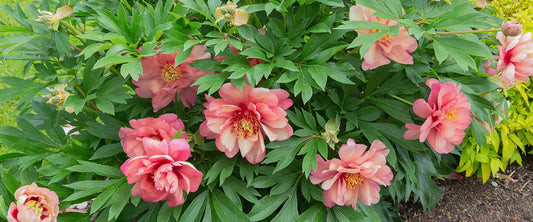 Buy Itoh Peony at Gardener's Center