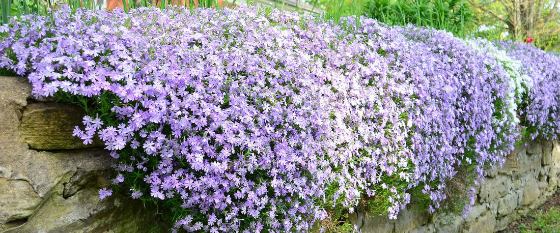 Phlox subulata, Creeping Phlox