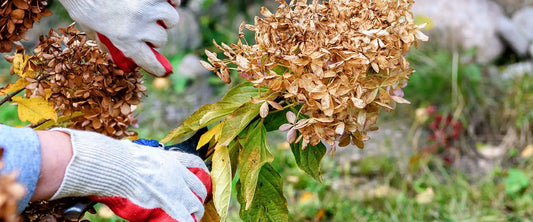 Expert pruning tips for your perennial hydrangea paniculata