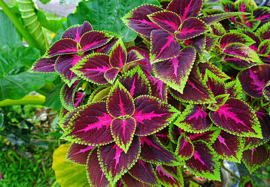 Let's Talk About Summer Annuals