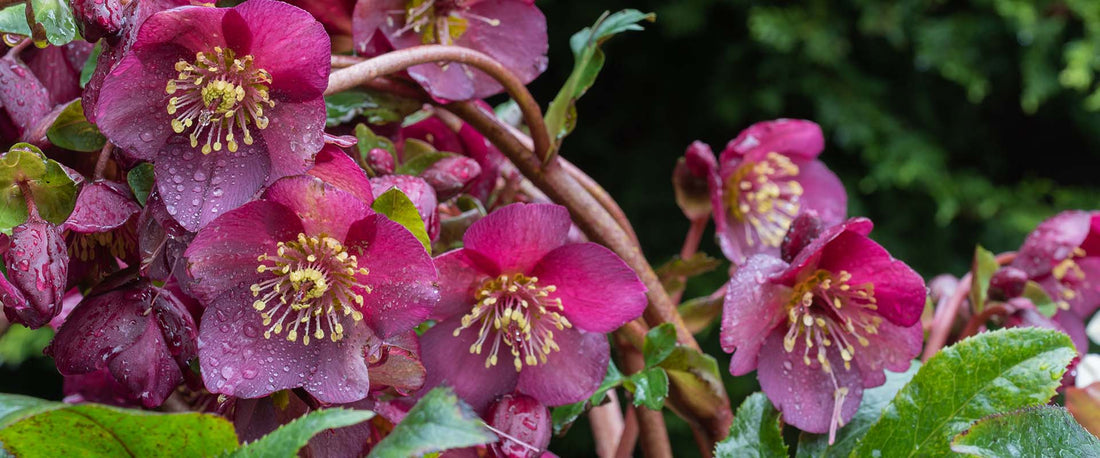 Growing hellebores in Connecticut