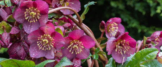 Growing hellebores in Connecticut