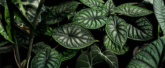 All About Alocasias