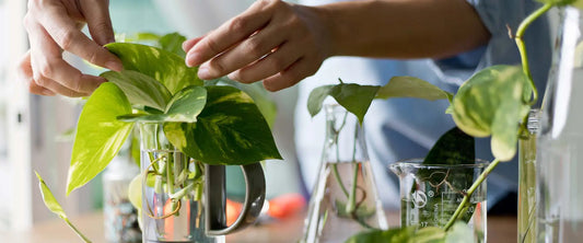 Houseplant propagation methods