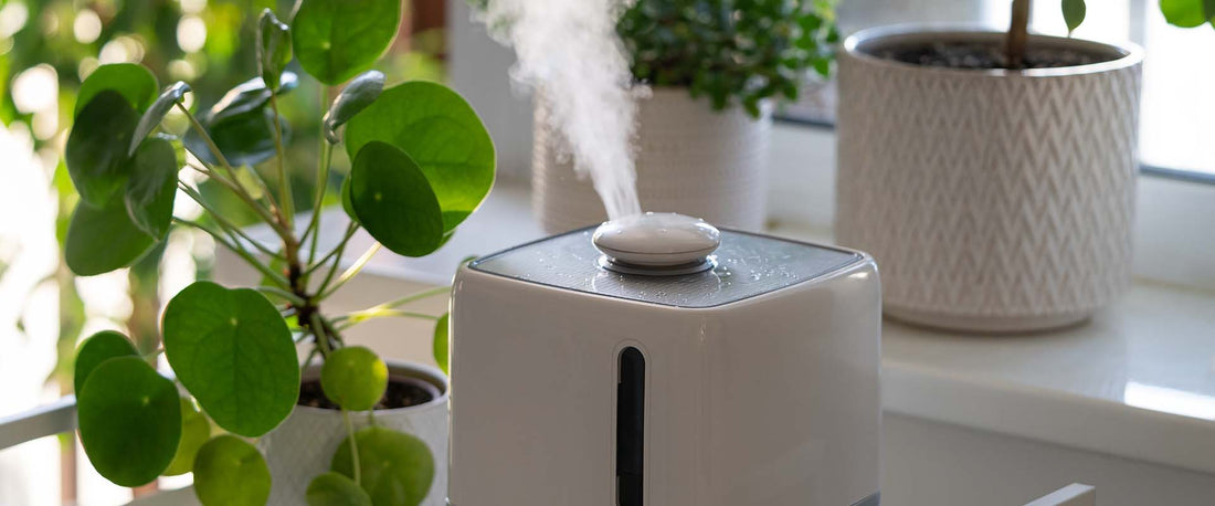 Winter care for houseplants