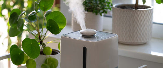 Winter care for houseplants