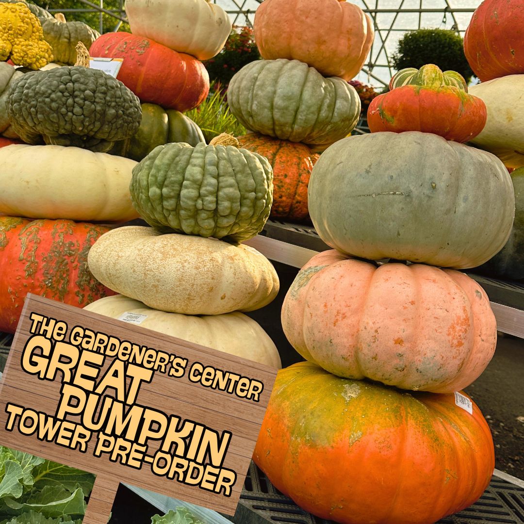 Fall Pumpkin Tower // Mixed Colors