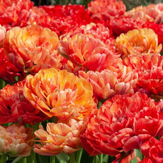 Tulip 'Moris Gudanov' // Pre-Order