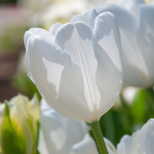 Tulip 'Hakuun' // Pre-Order