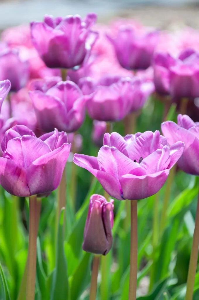 Tulip 'Blue Aimable' // Pre-Order