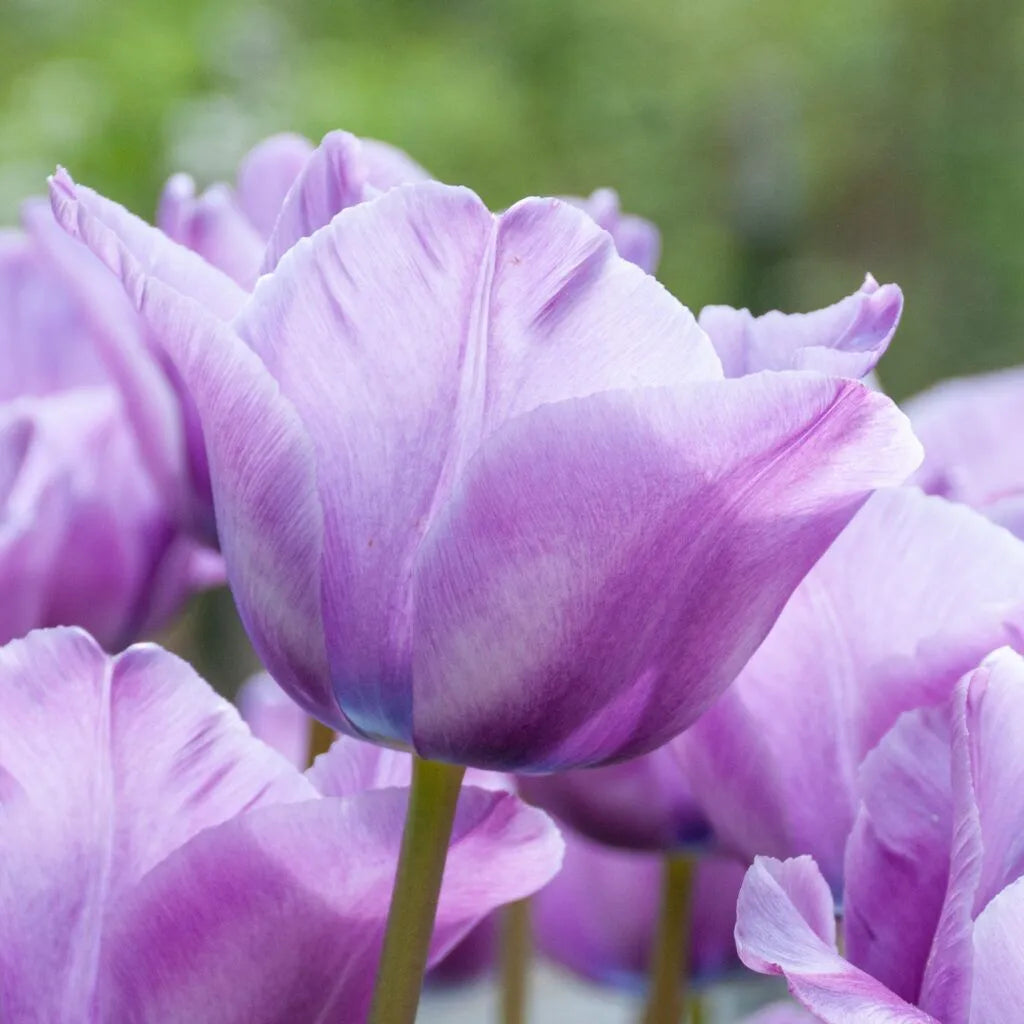 Tulip 'Blue Aimable' // Pre-Order