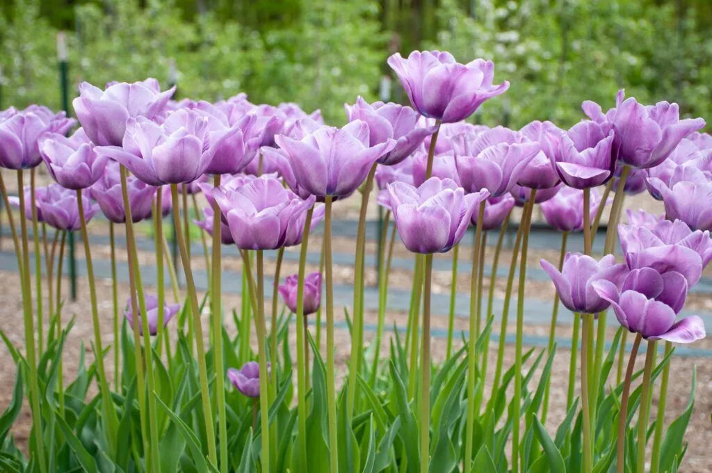 Tulip 'Blue Aimable' // Pre-Order