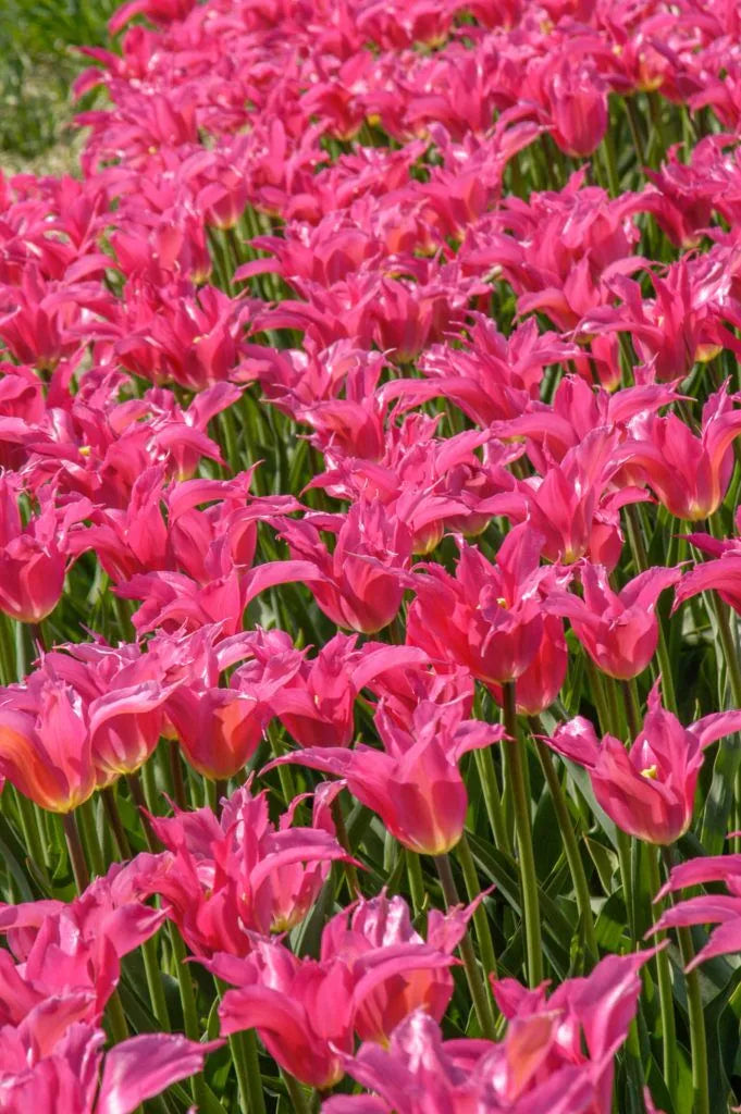Tulip 'Liva' // Pre-Order
