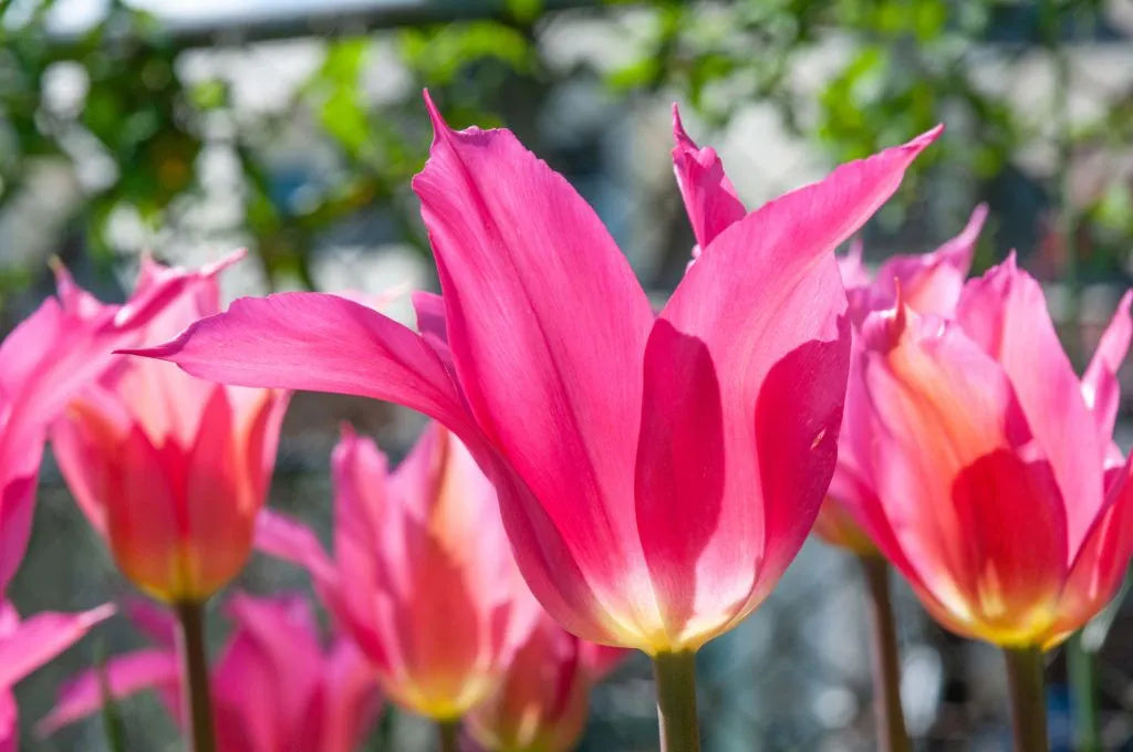 Tulip 'Liva' // Pre-Order