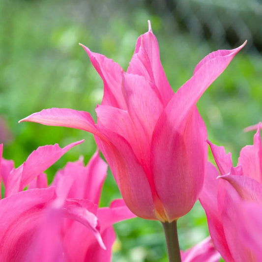 Tulip 'Liva' // Pre-Order