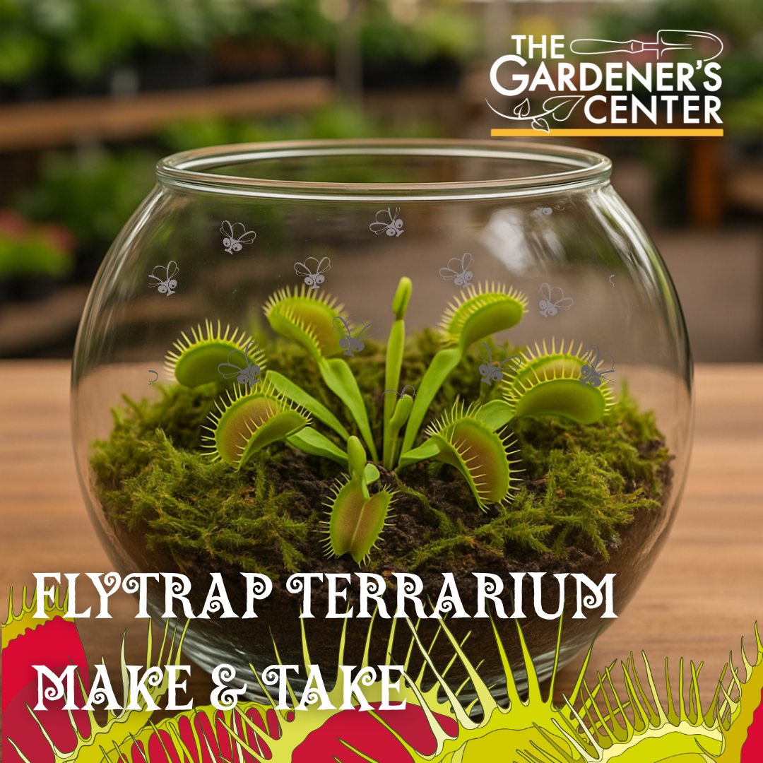 JULY 13 // Flytrap Terrarium Make & Take