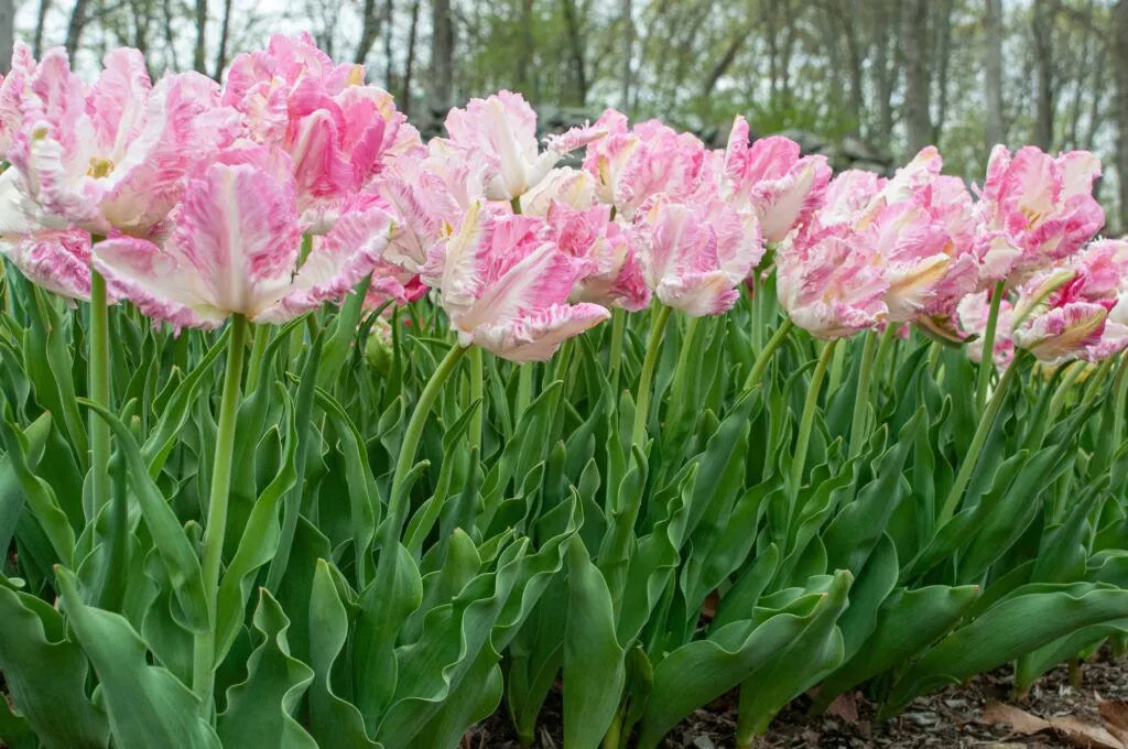 Tulip 'Cabanna' // Pre-Order