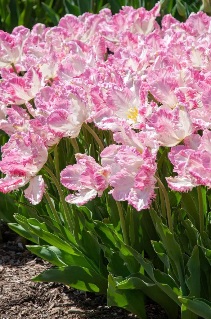Tulip 'Cabanna' // Pre-Order