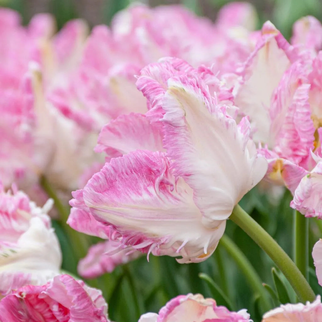Tulip 'Cabanna' // Pre-Order