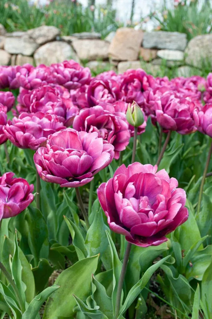 Tulip 'Rosy Diamond' // Pre-Order