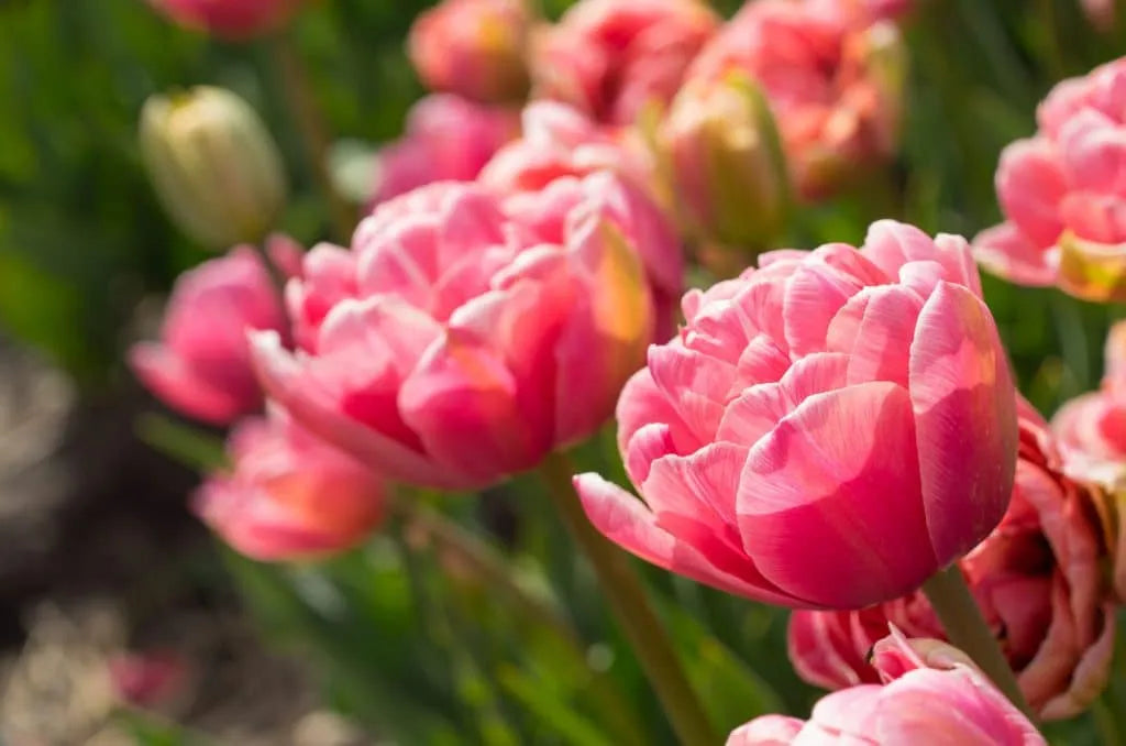 Tulip 'Aveyron' // Pre-Order
