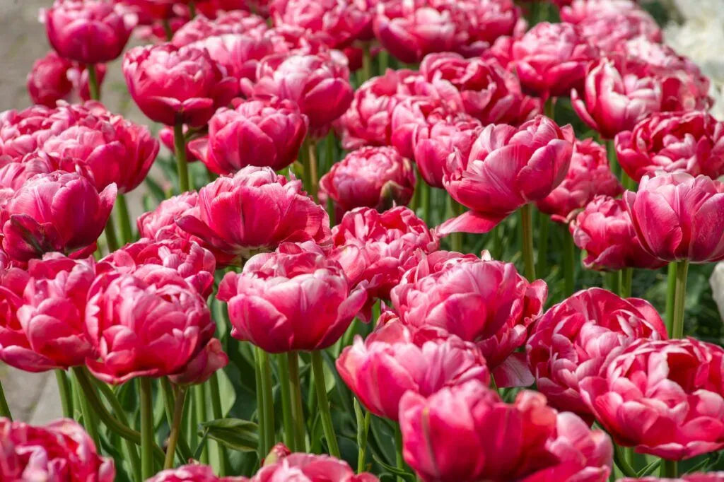Tulip 'Wedding Gift' // Pre-Order