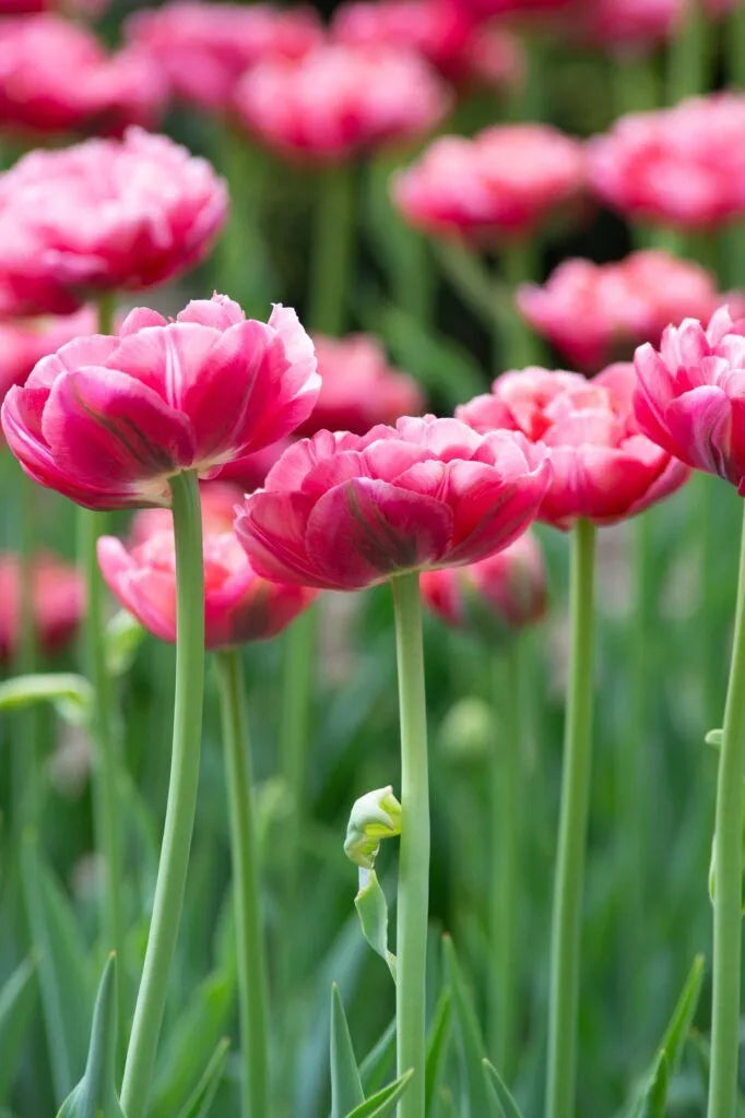 Tulip 'Wedding Gift' // Pre-Order