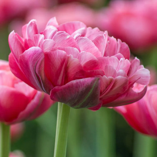 Tulip 'Wedding Gift' // Pre-Order