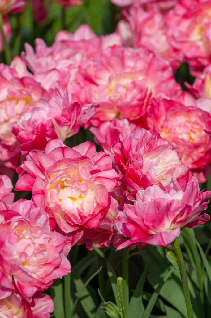 Tulip 'Double Sugar' // Pre-Order