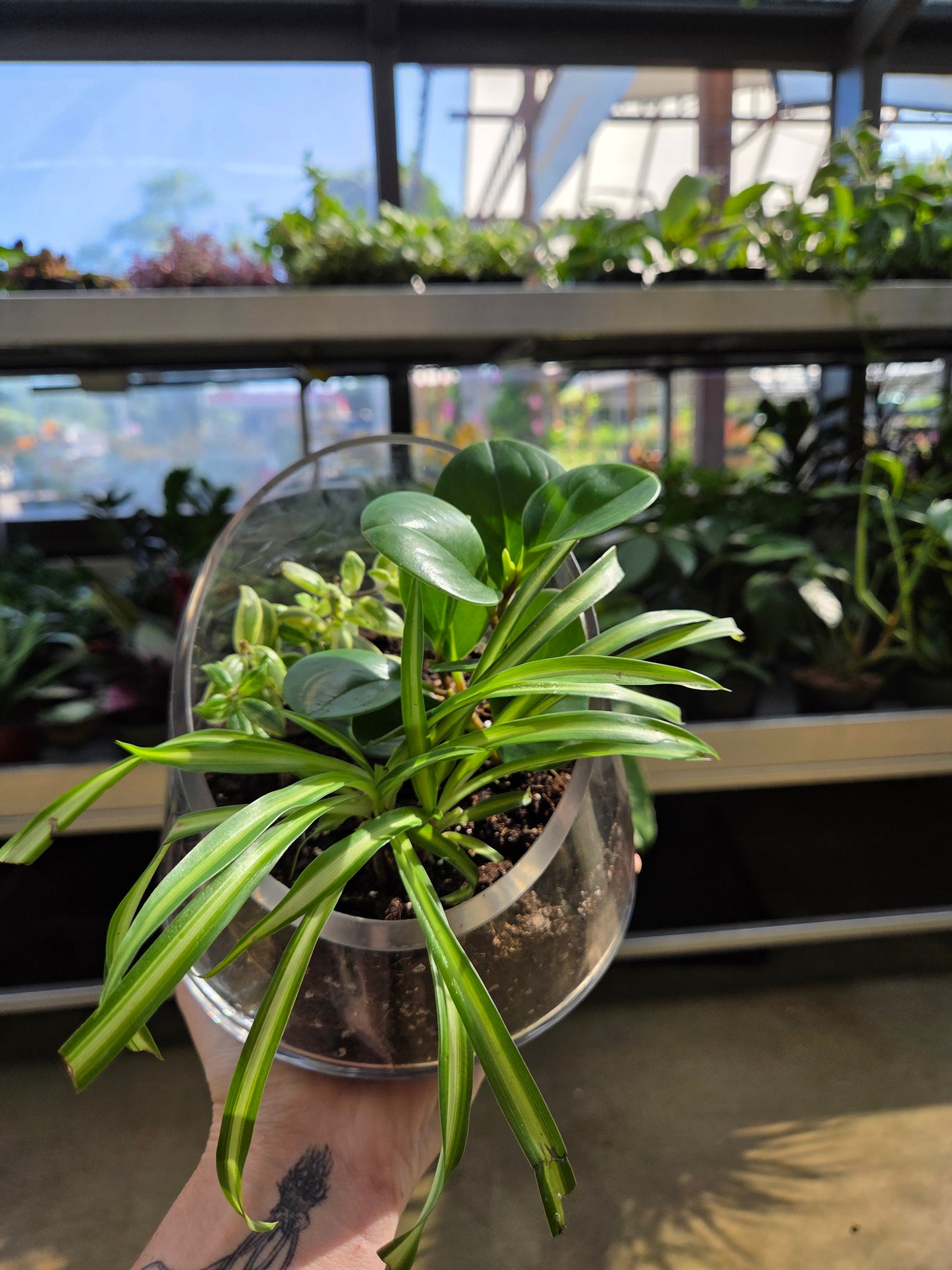 Terrarium Workshop: Foliage Plants