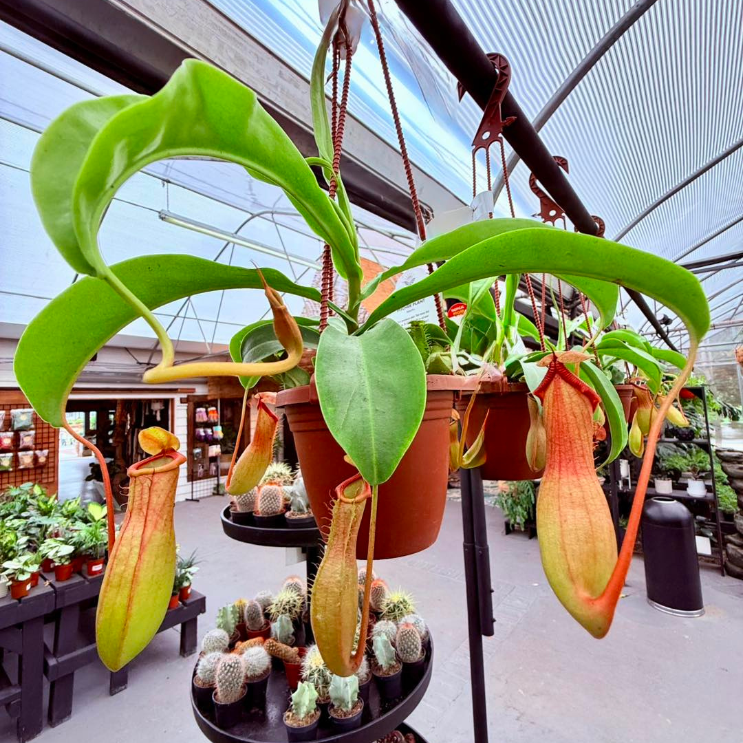 Nepenthes ‘Miranda’ Pitcher Plant