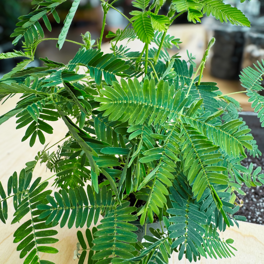 Mimosa "Sensitive Little Guy"