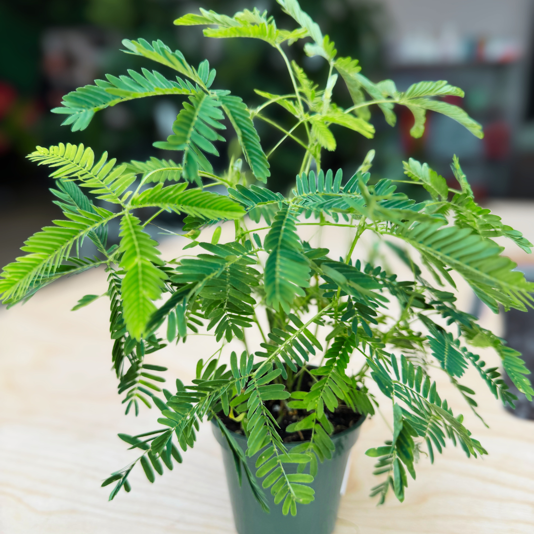Mimosa "Sensitive Little Guy"