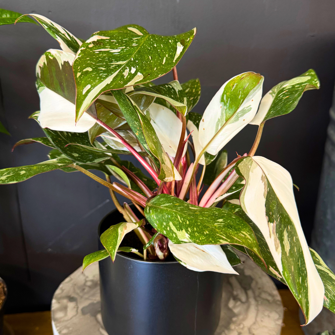 Philodendron 'Red Medusa' - Rare Indoor Plant