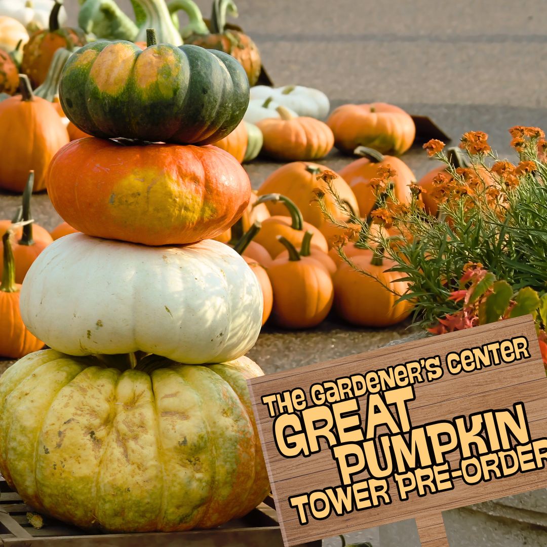 Fall Pumpkin Tower // Mixed Colors