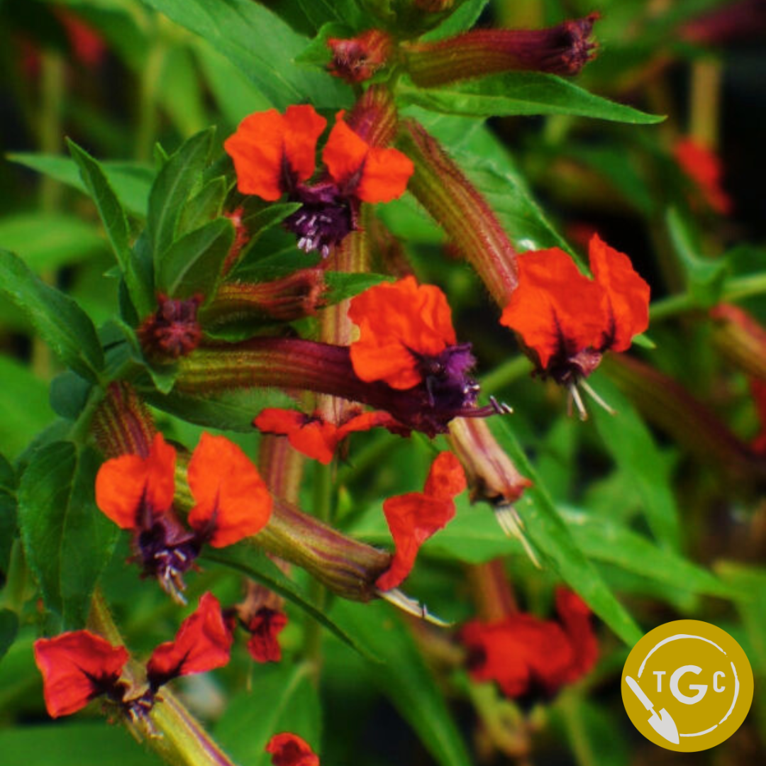 Cuphea Llavea / Bat Face Cuphea (Closing 4/12 @ 11:59pm)