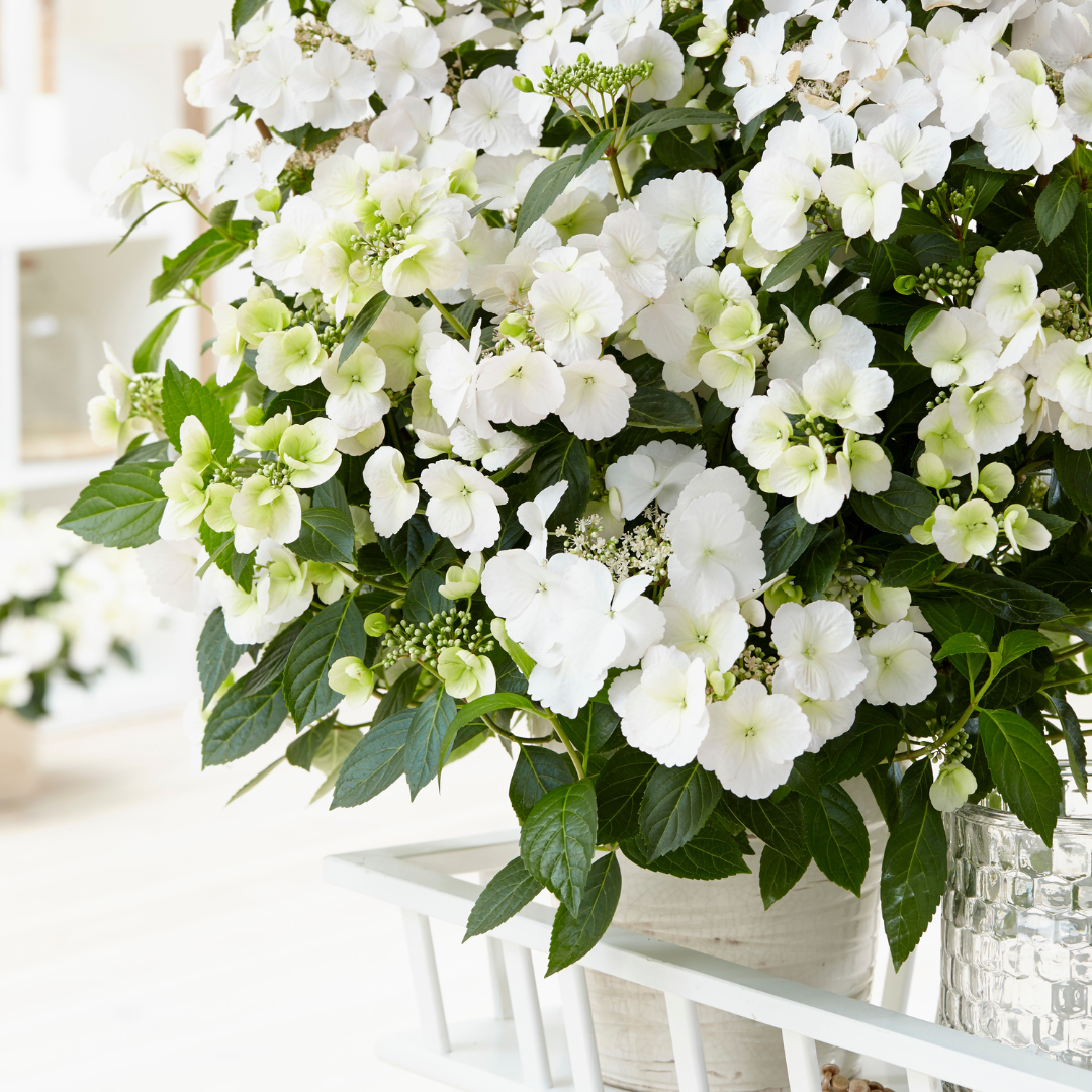 Fairytrail Bride® Cascade Hydrangea
