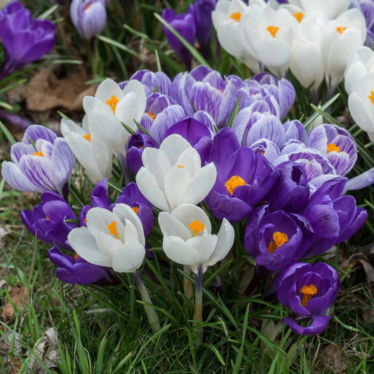 Crocus 'Hocus Crocus Blend' // Pre-Order