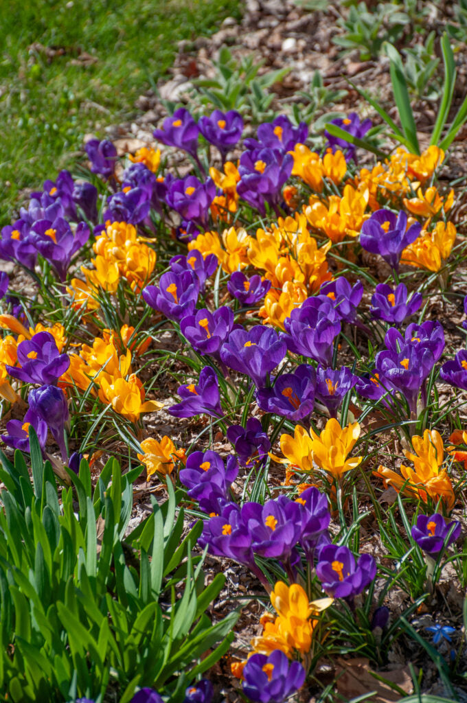 Crocus 'Crocreation' Blend // Pre-Order